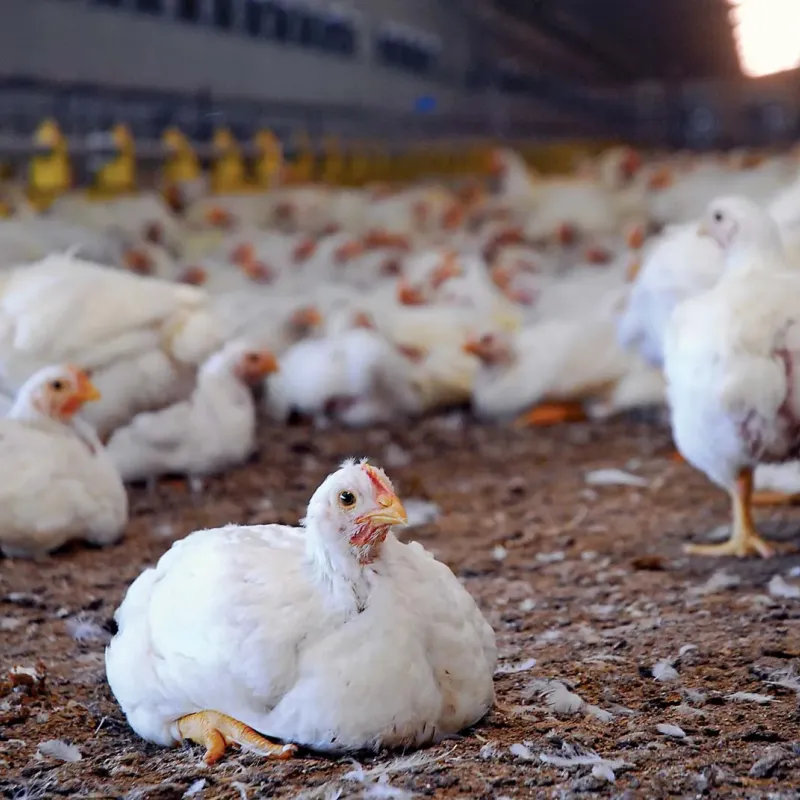 chickens poultry farm